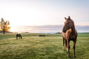 horses for equine therapy at the arbor behavioral healthcare
