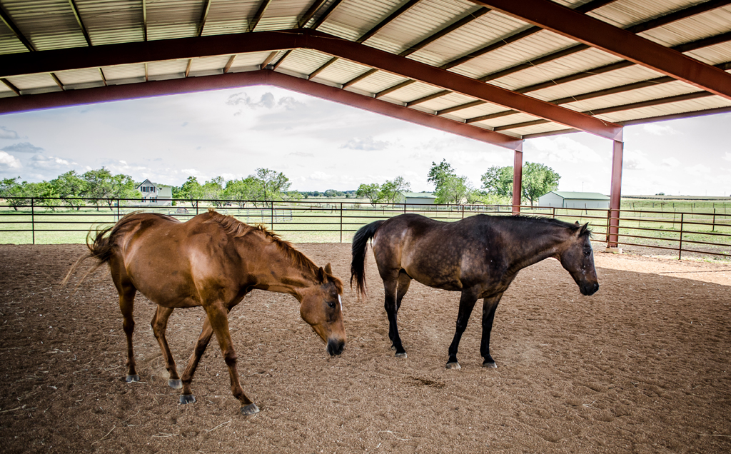 horses at equine therapy center