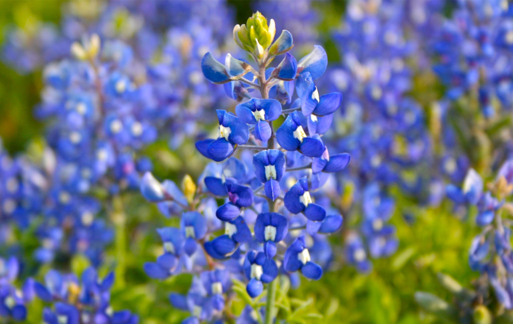 bluebonnet flowers bloom