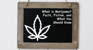 what is marijuana graphic